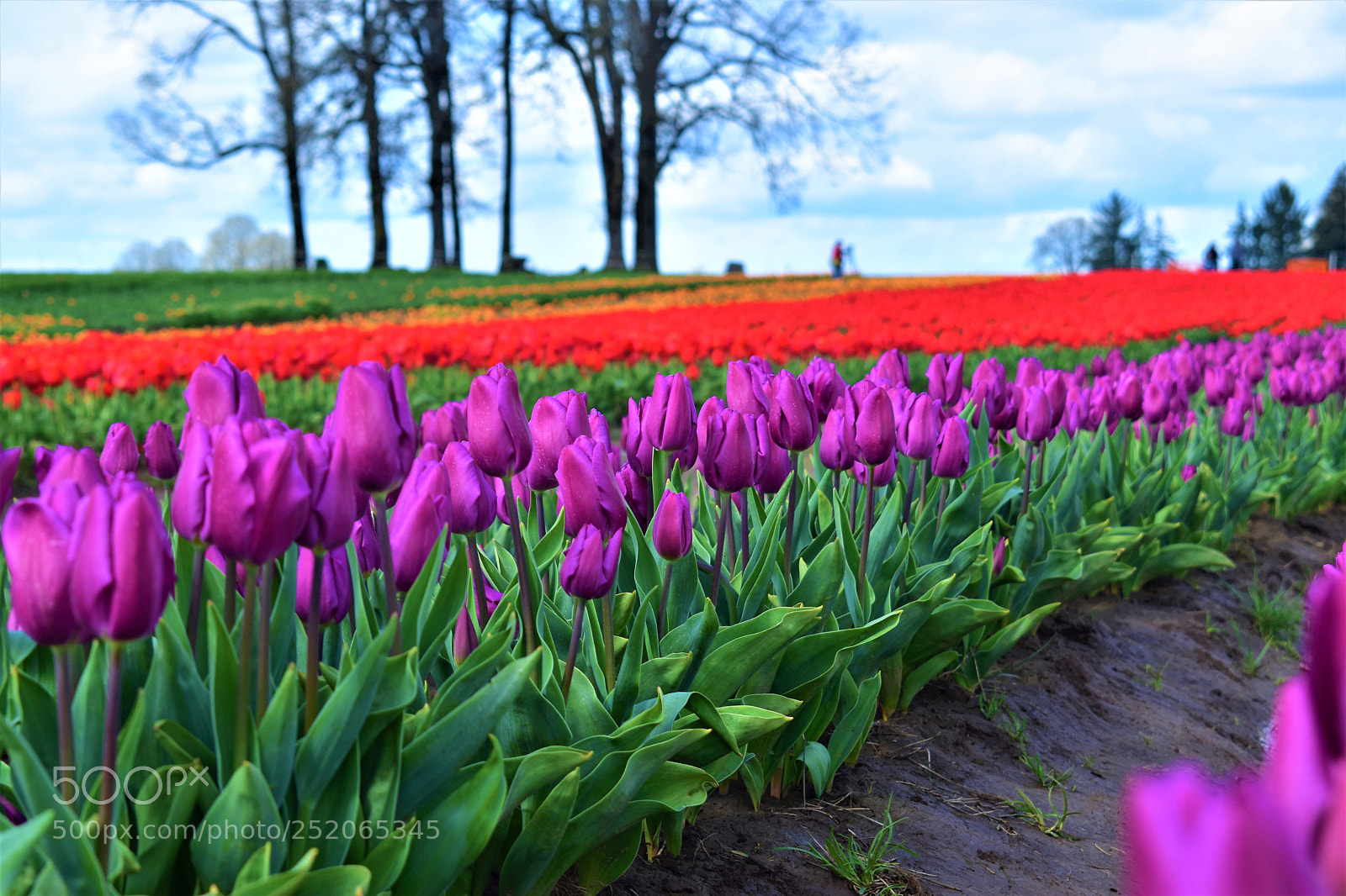 Nikon D5500 sample photo. Tulip farm photography