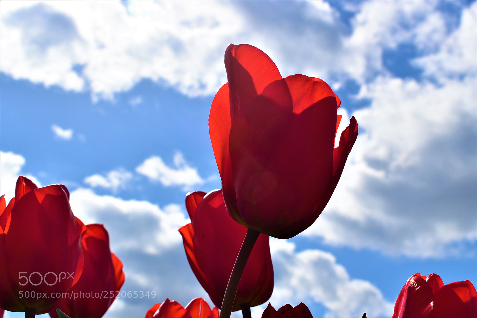 Nikon D5500 sample photo. Tulip farm photography
