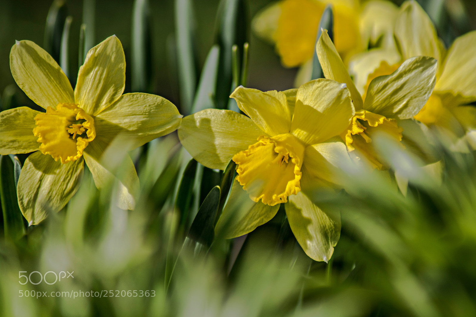 Nikon D7100 sample photo. Narcissus photography