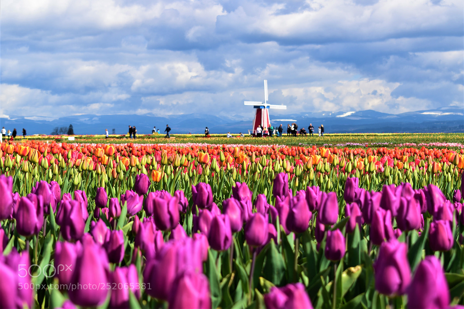 Nikon D5500 sample photo. Tulip farm photography