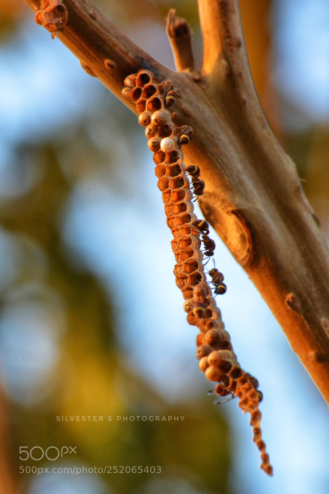 Nikon D5200 sample photo. Just popped out photography