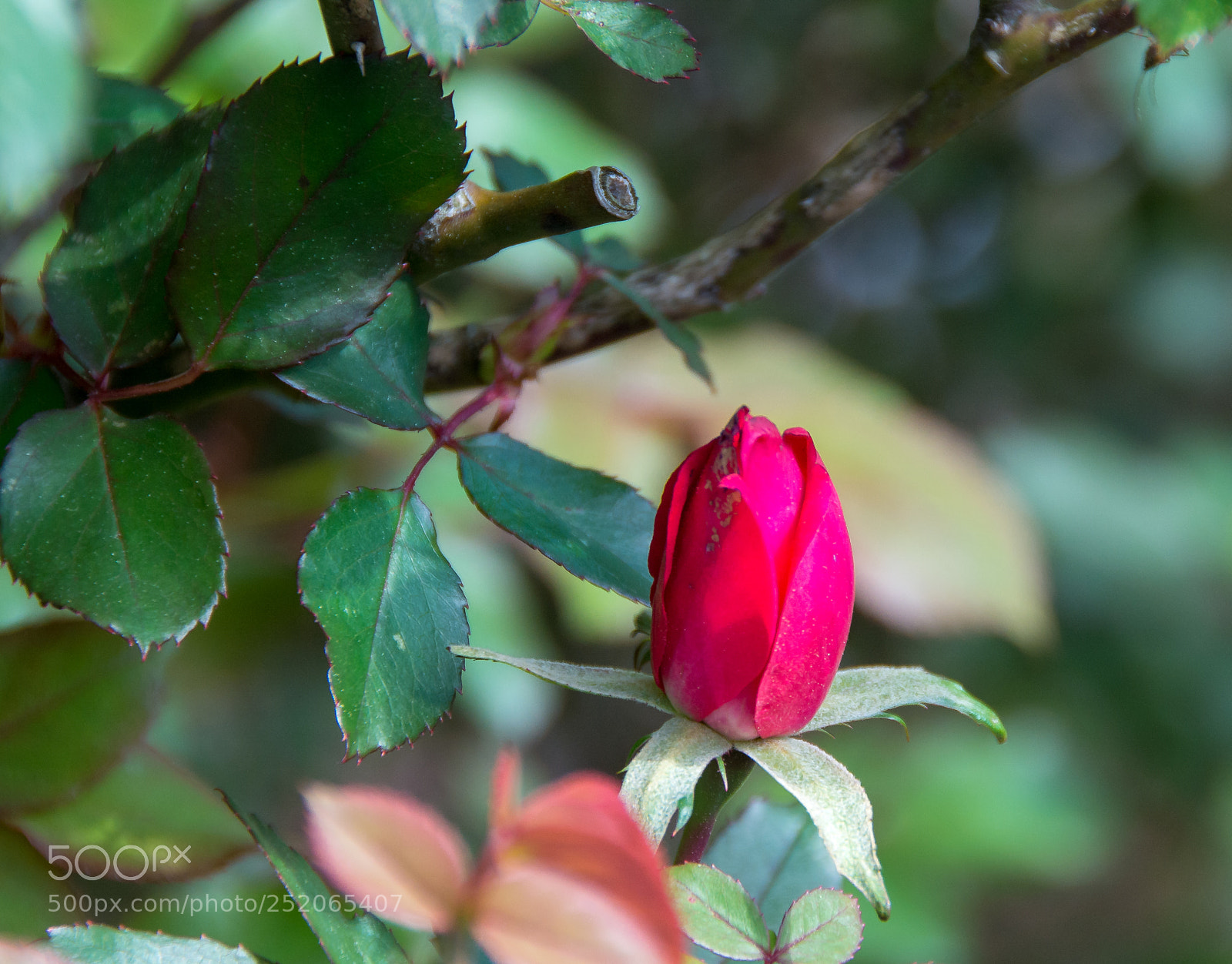 Nikon D7100 sample photo. First rosebud of spring photography