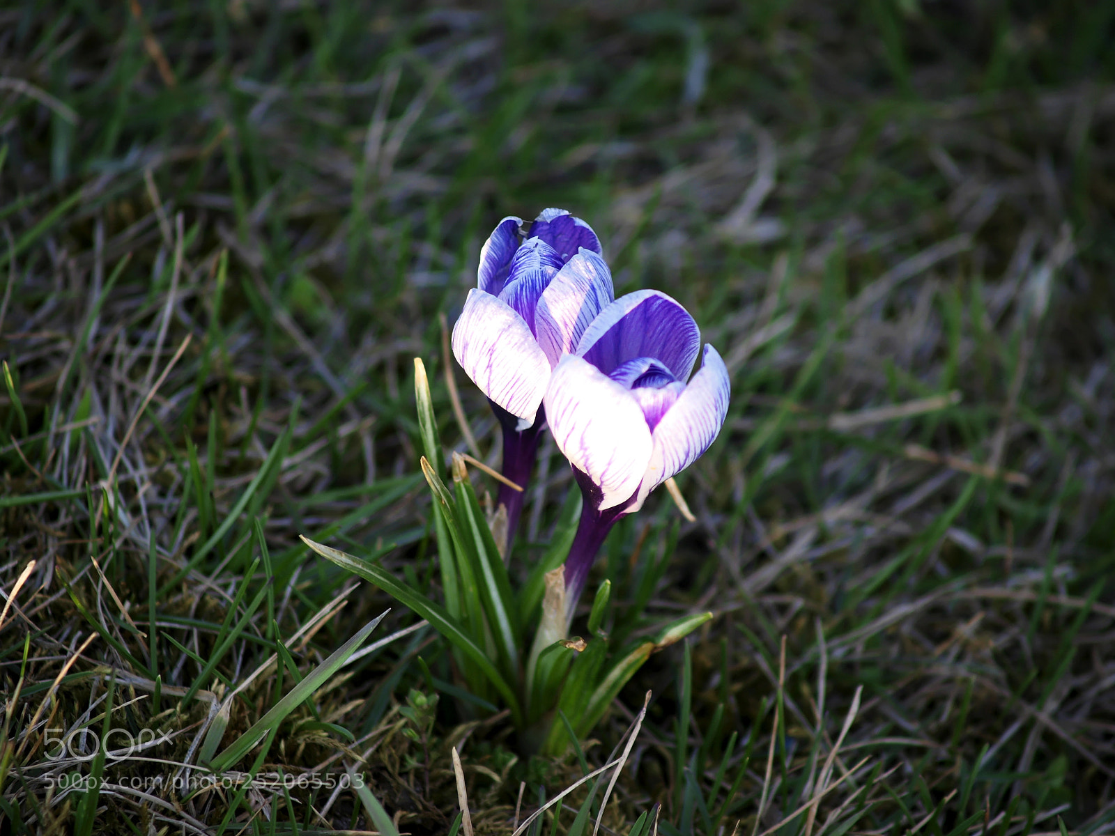 Olympus E-420 (EVOLT E-420) sample photo. The flower duet photography