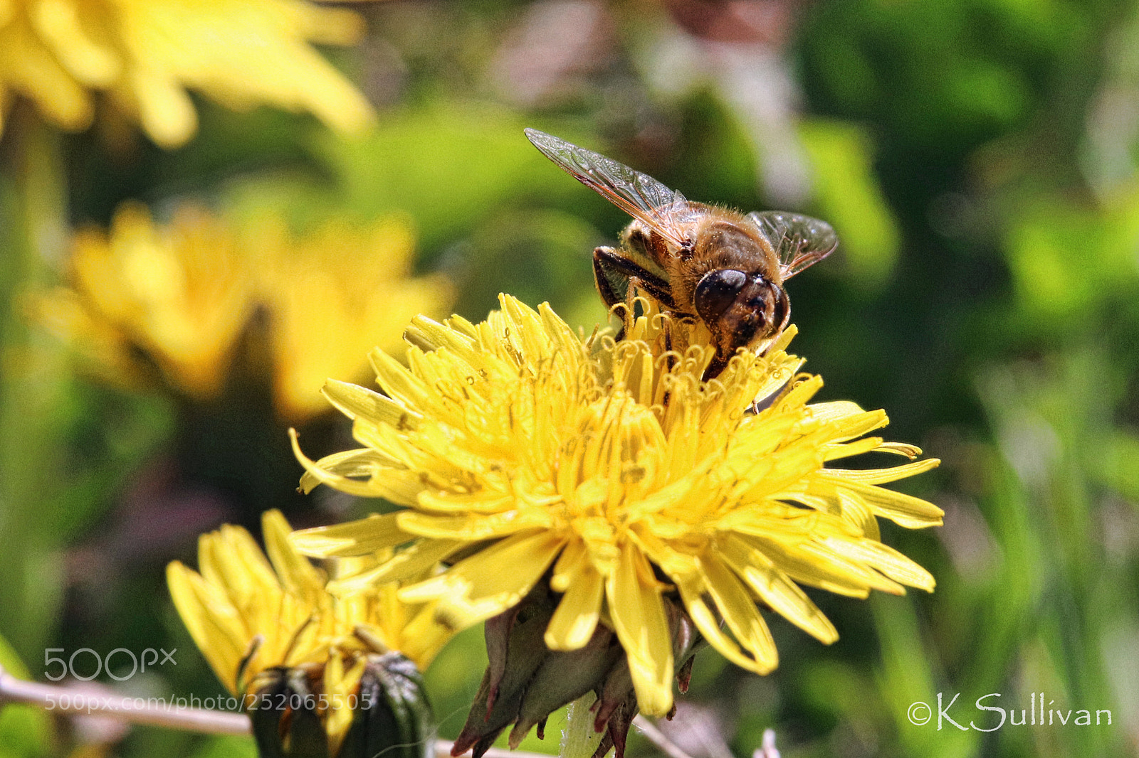 Canon EOS 77D (EOS 9000D / EOS 770D) sample photo. Yummy pollen photography