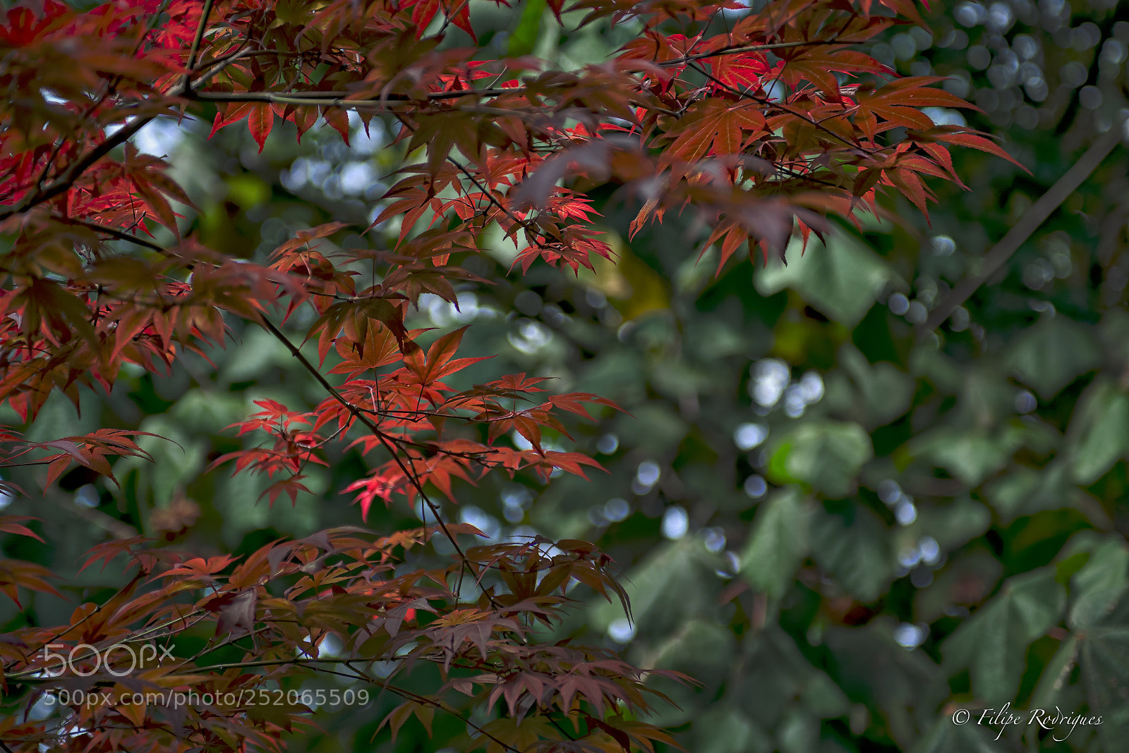 Nikon D800E sample photo. Untitled photography