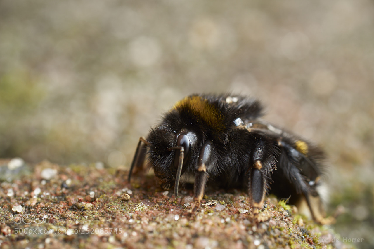 Sony SLT-A99V sample photo. Bumblebee with startup problem photography