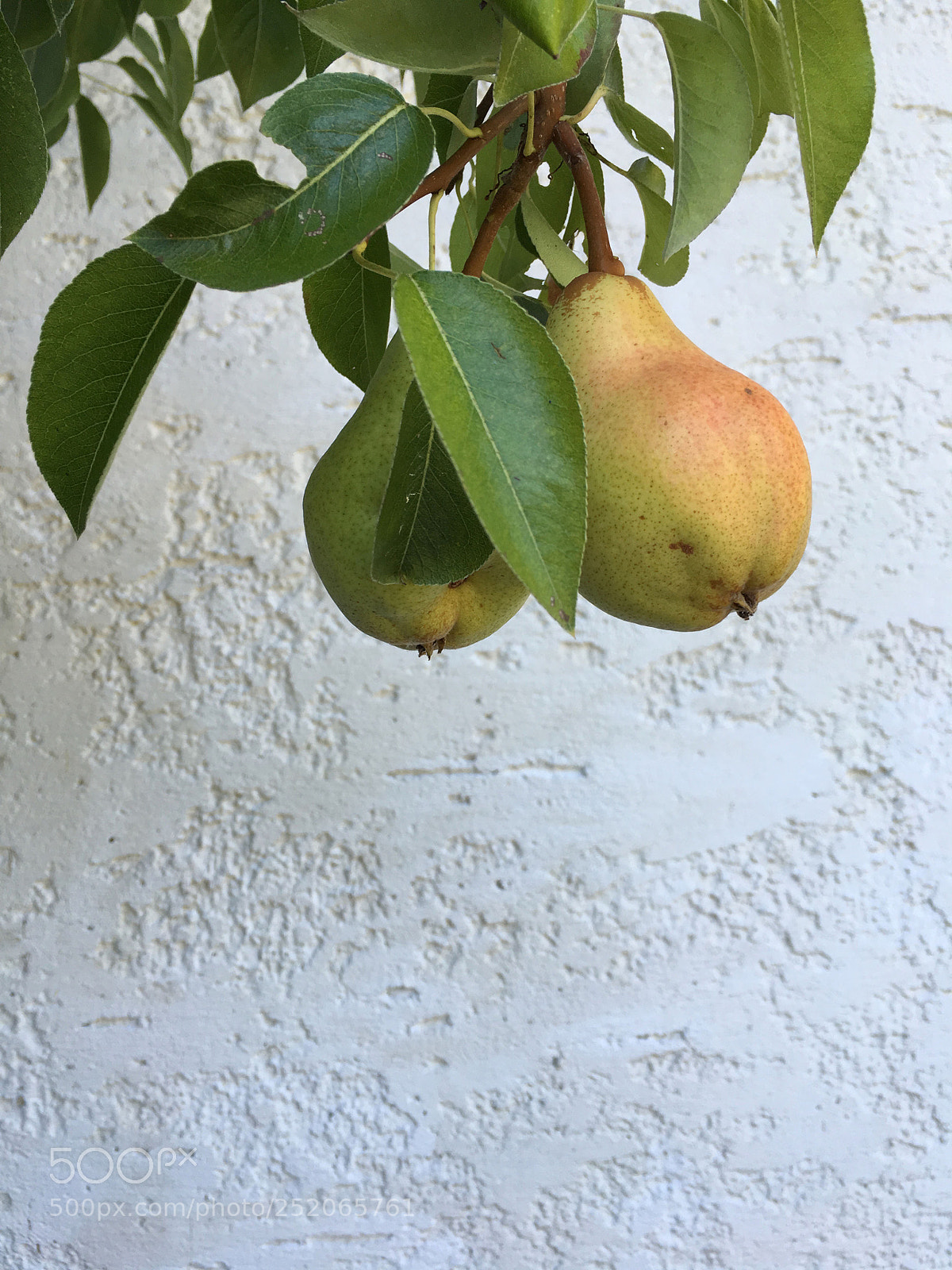 Apple iPhone 6s Plus sample photo. Fruit - pear bavaria photography