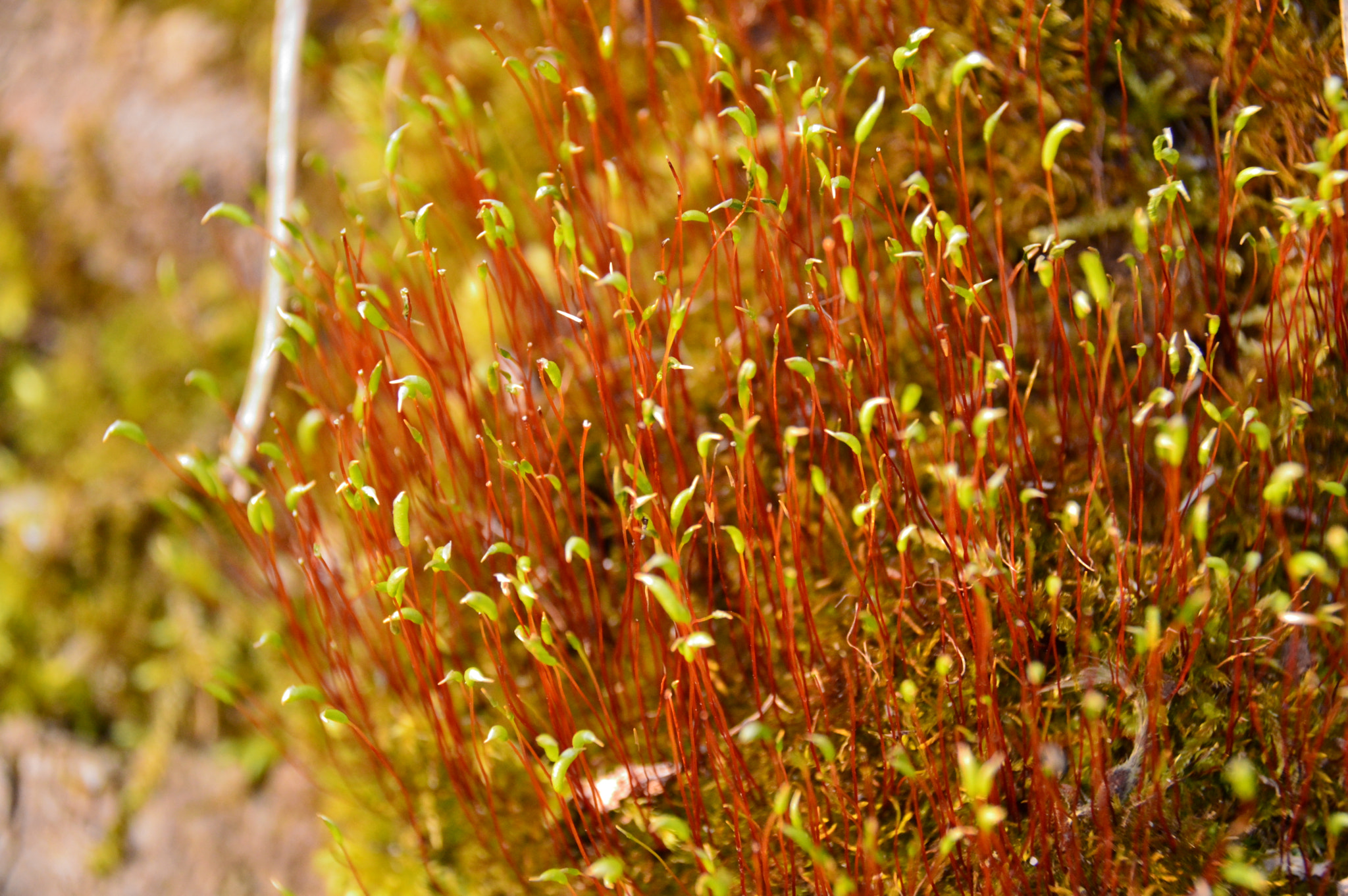 Nikon D3200 + Sigma 18-250mm F3.5-6.3 DC Macro OS HSM sample photo. Moss coming up photography