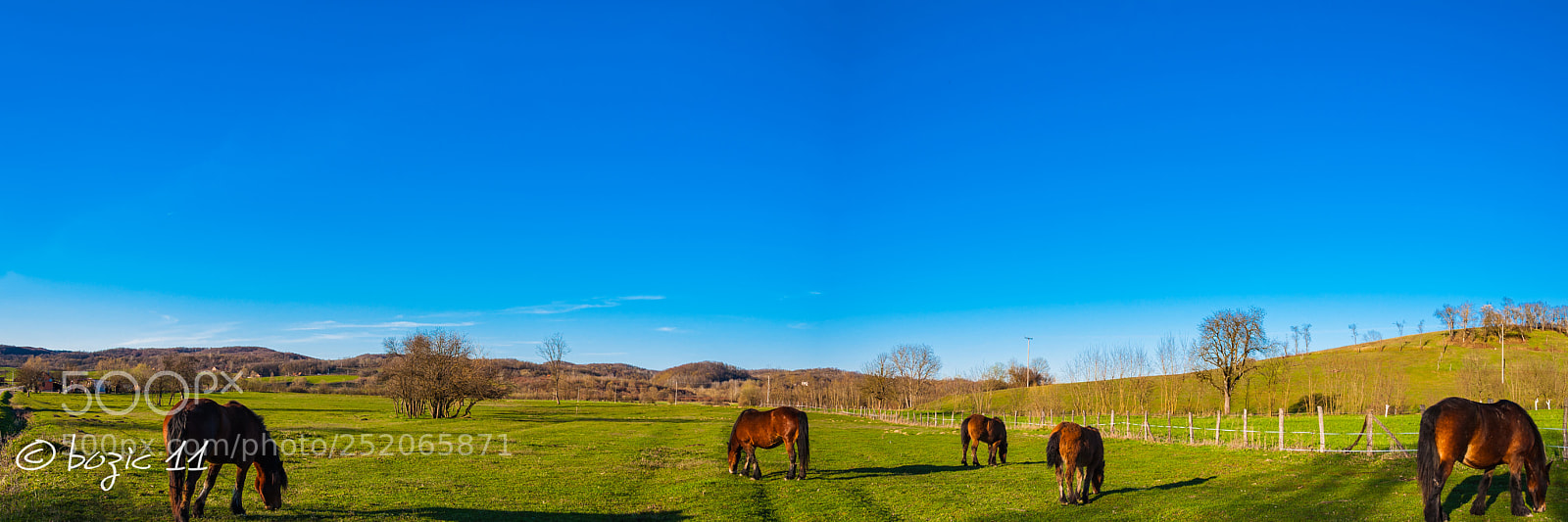 Nikon D90 sample photo. Horses photography