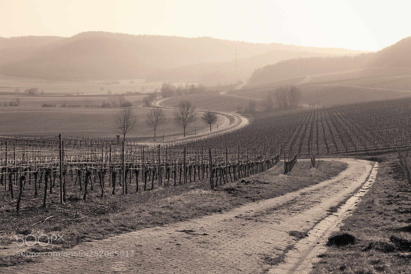 Sony a7 sample photo. Romantic vineyard landscape view photography