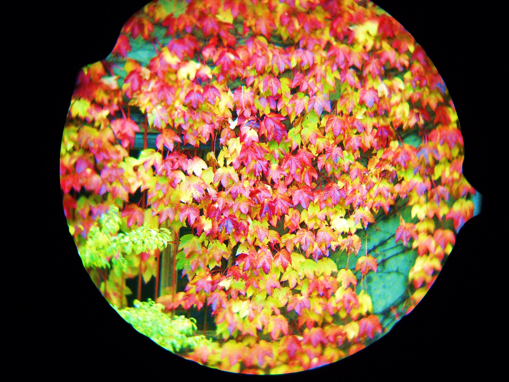 Nikon Coolpix L20 sample photo. Colour-scope photography
