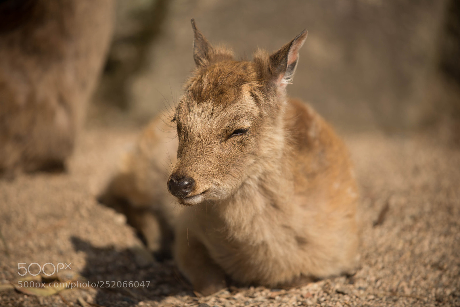 Nikon D600 sample photo. Deer photography