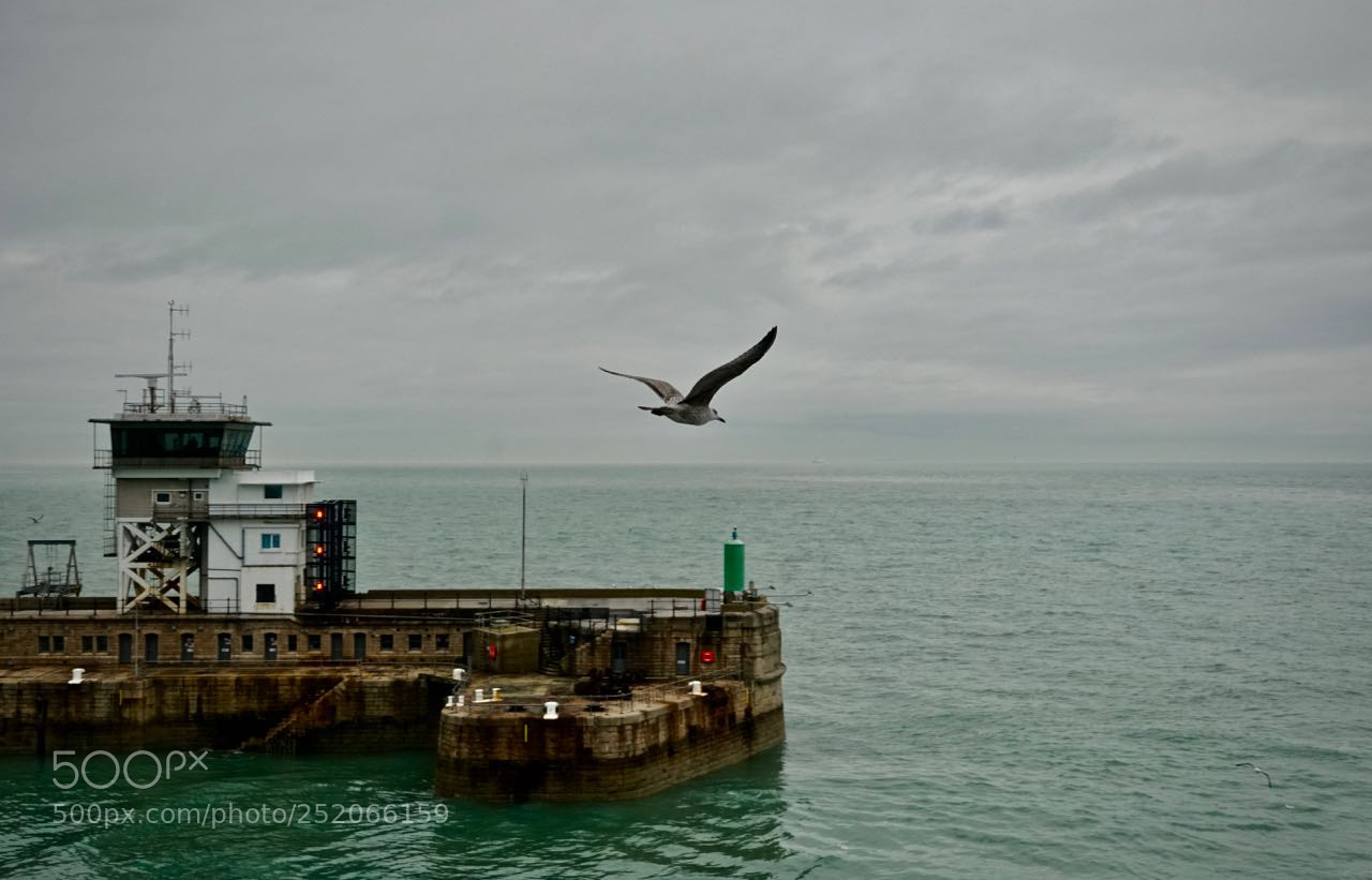 Sony a6500 sample photo. Seagull leave the port. photography