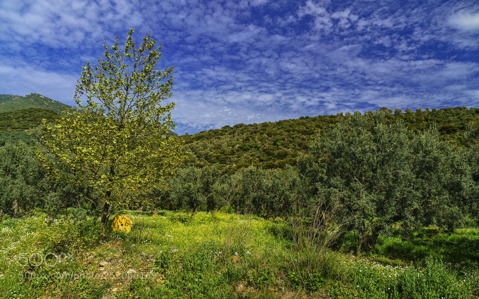 Sony a7R II sample photo. Spring (vii)... photography
