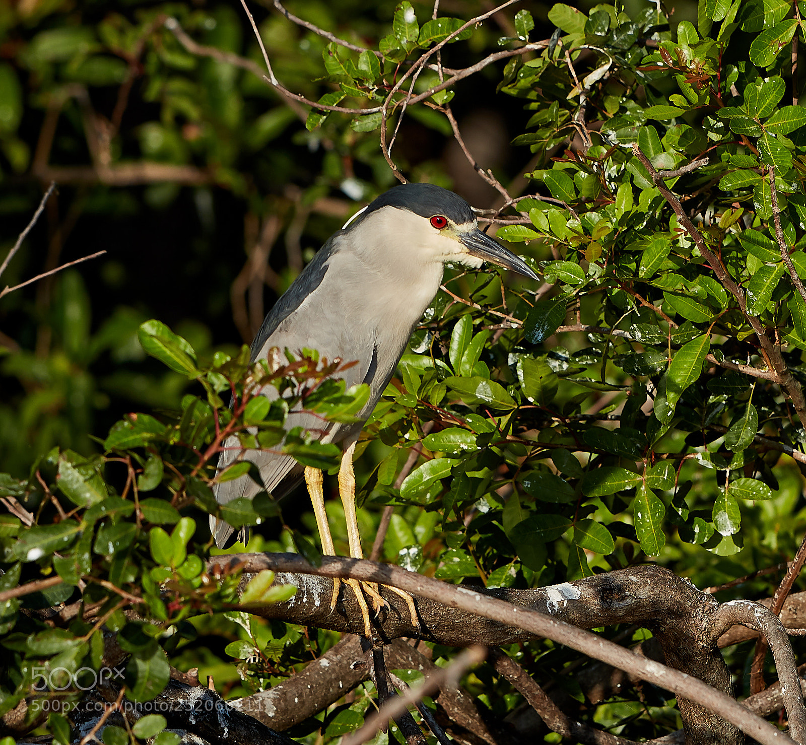 Canon EOS 5DS R sample photo. 04-03-18-0010354.jpg photography