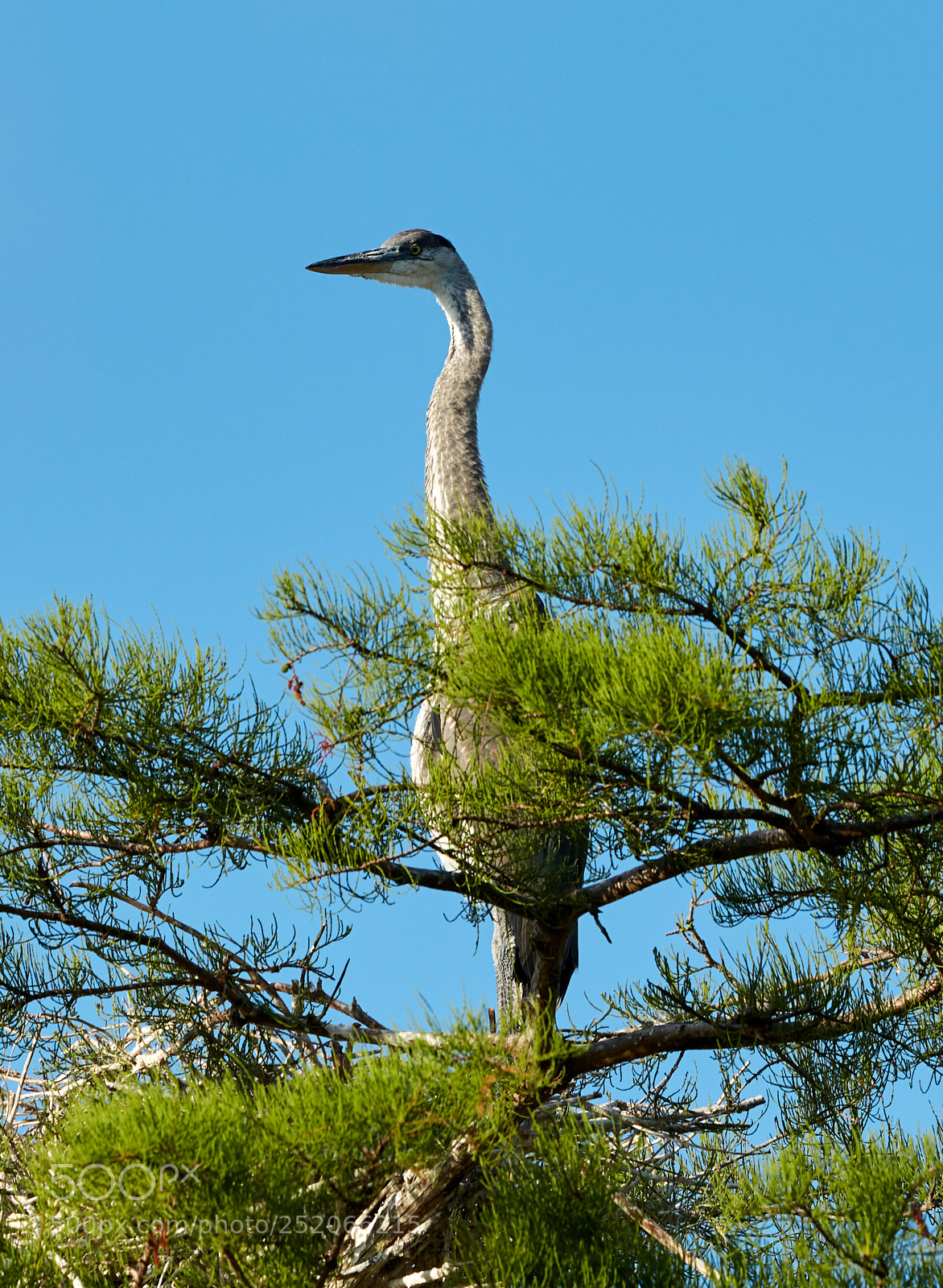 Canon EOS 5DS R sample photo. 04-03-18-0010351.jpg photography