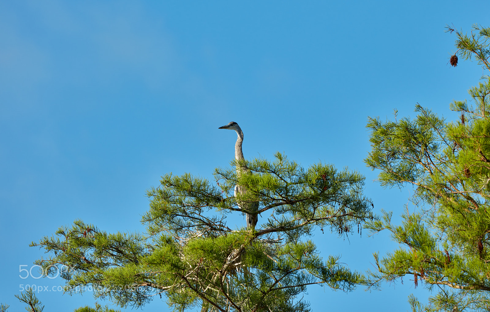 Canon EOS 5DS R sample photo. 04-03-18-0010350.jpg photography