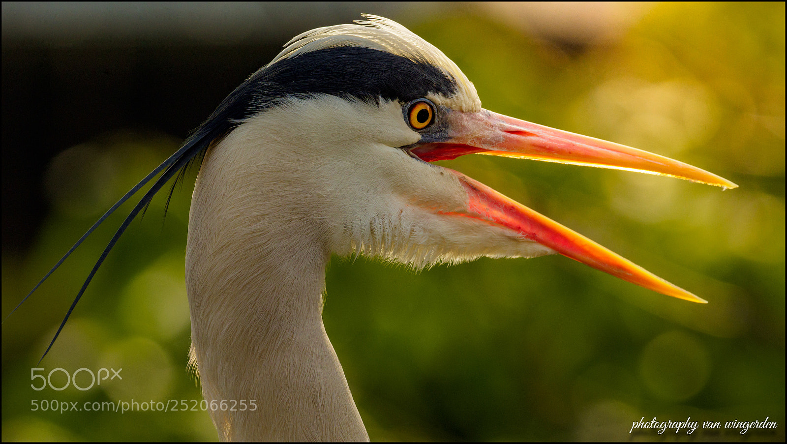 Olympus OM-D E-M1 Mark II sample photo. Reiger/heron photography