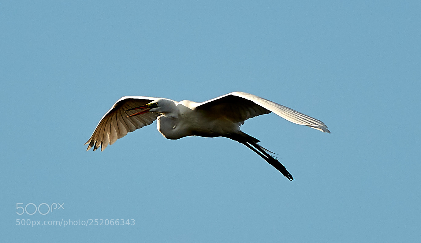 Canon EOS 5DS R sample photo. 04-03-18-0010325.jpg photography