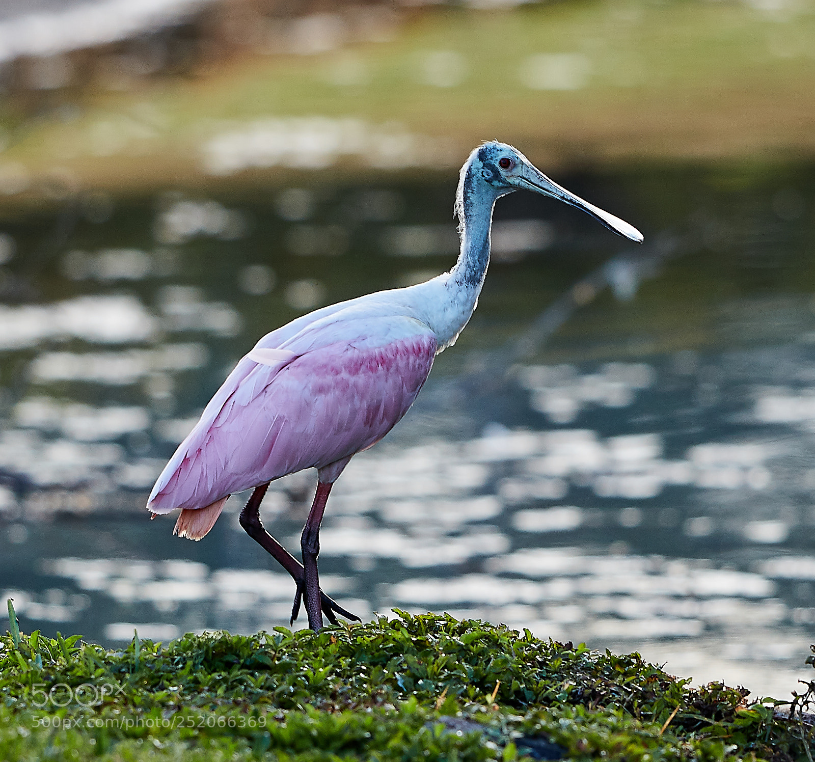 Canon EOS 5DS R sample photo. 04-03-18-0010573.jpg photography