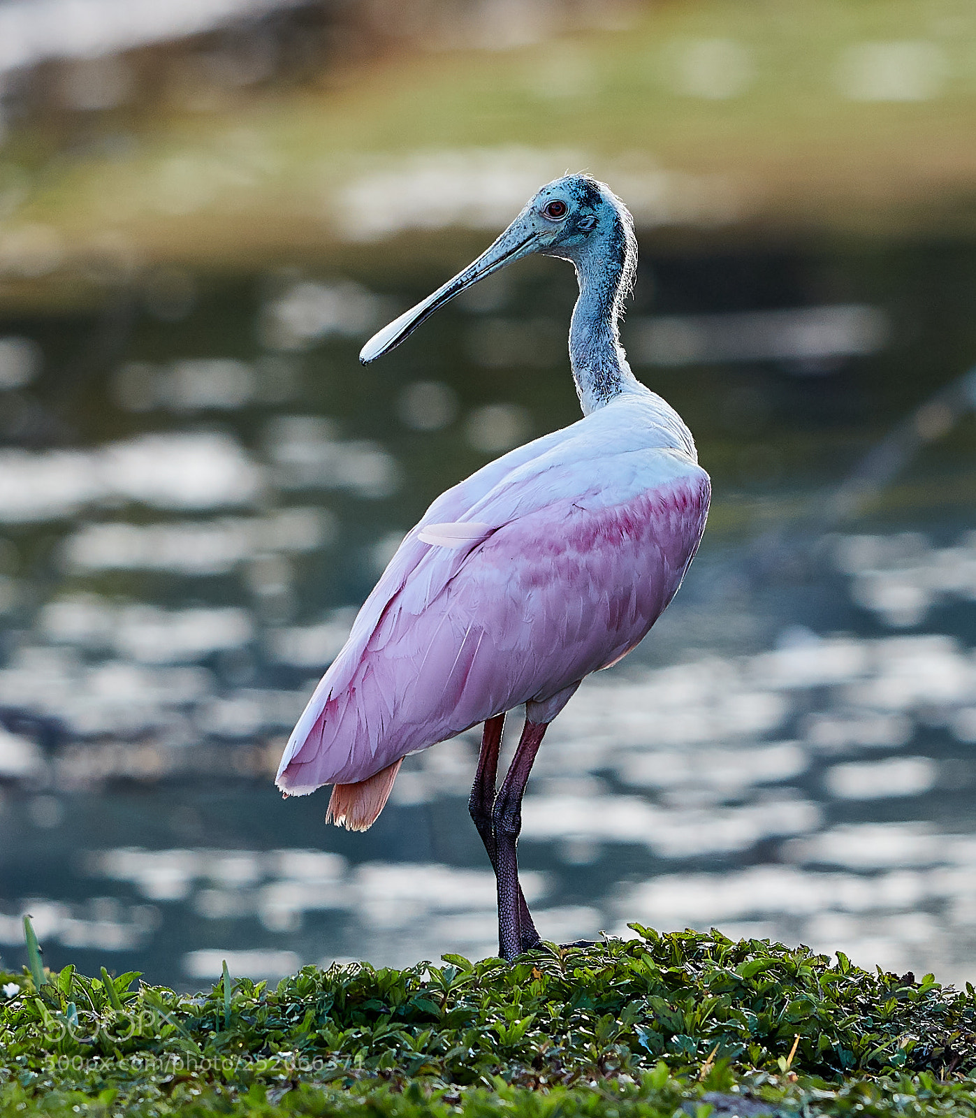 Canon EOS 5DS R sample photo. 04-03-18-0010575.jpg photography