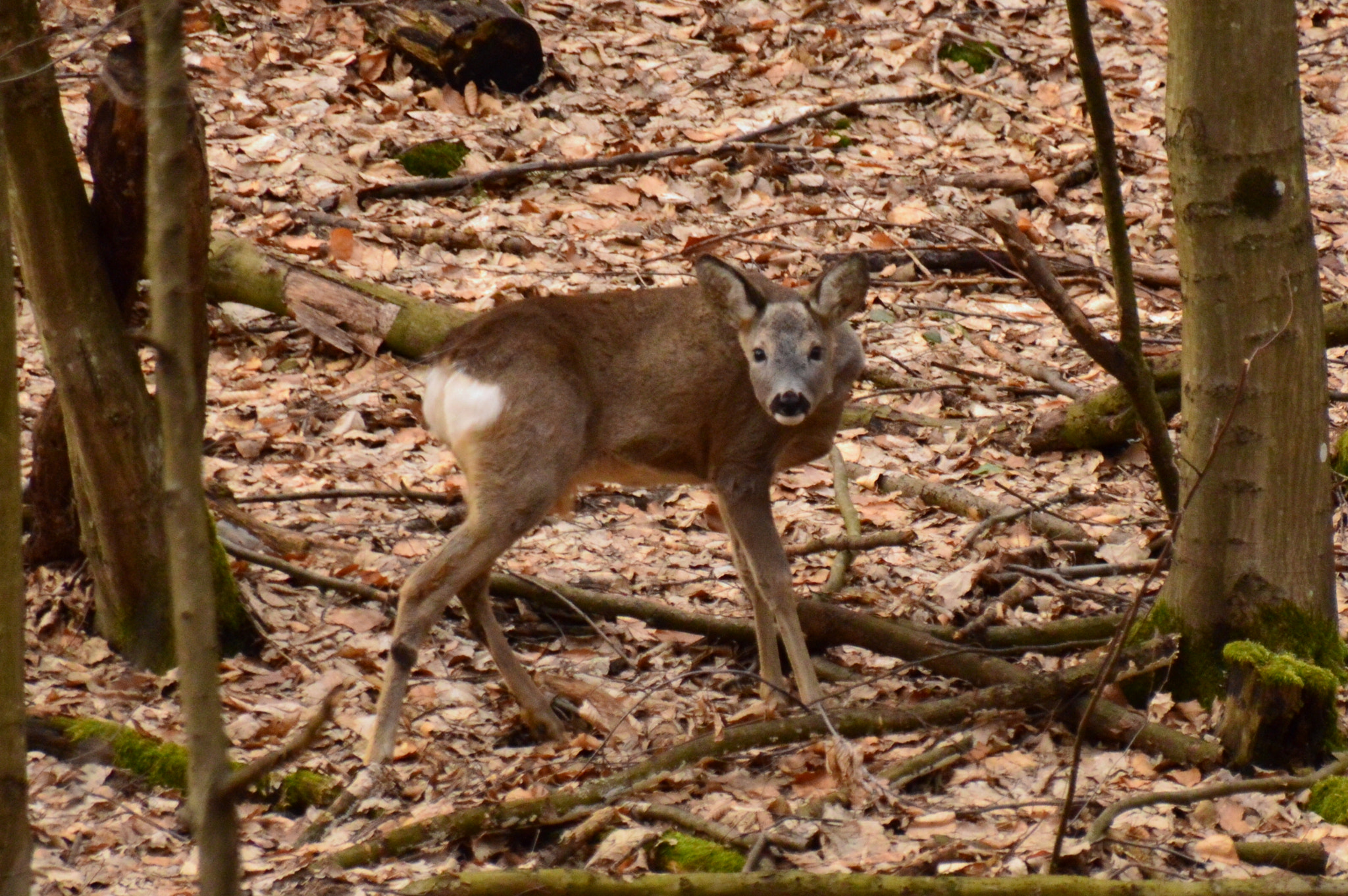 Sigma 18-250mm F3.5-6.3 DC Macro OS HSM sample photo. Deer doe photography