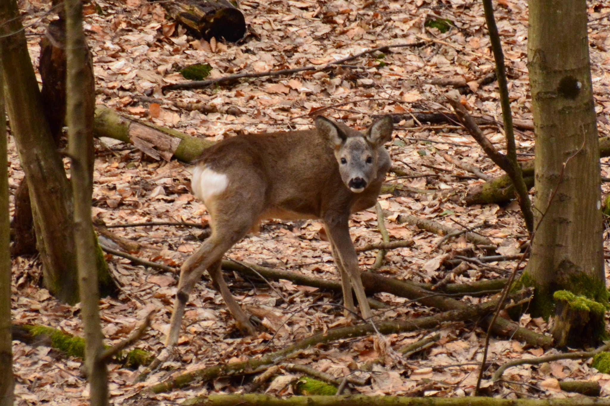 Nikon D3200 + Sigma 18-250mm F3.5-6.3 DC Macro OS HSM sample photo. Deer doe photography