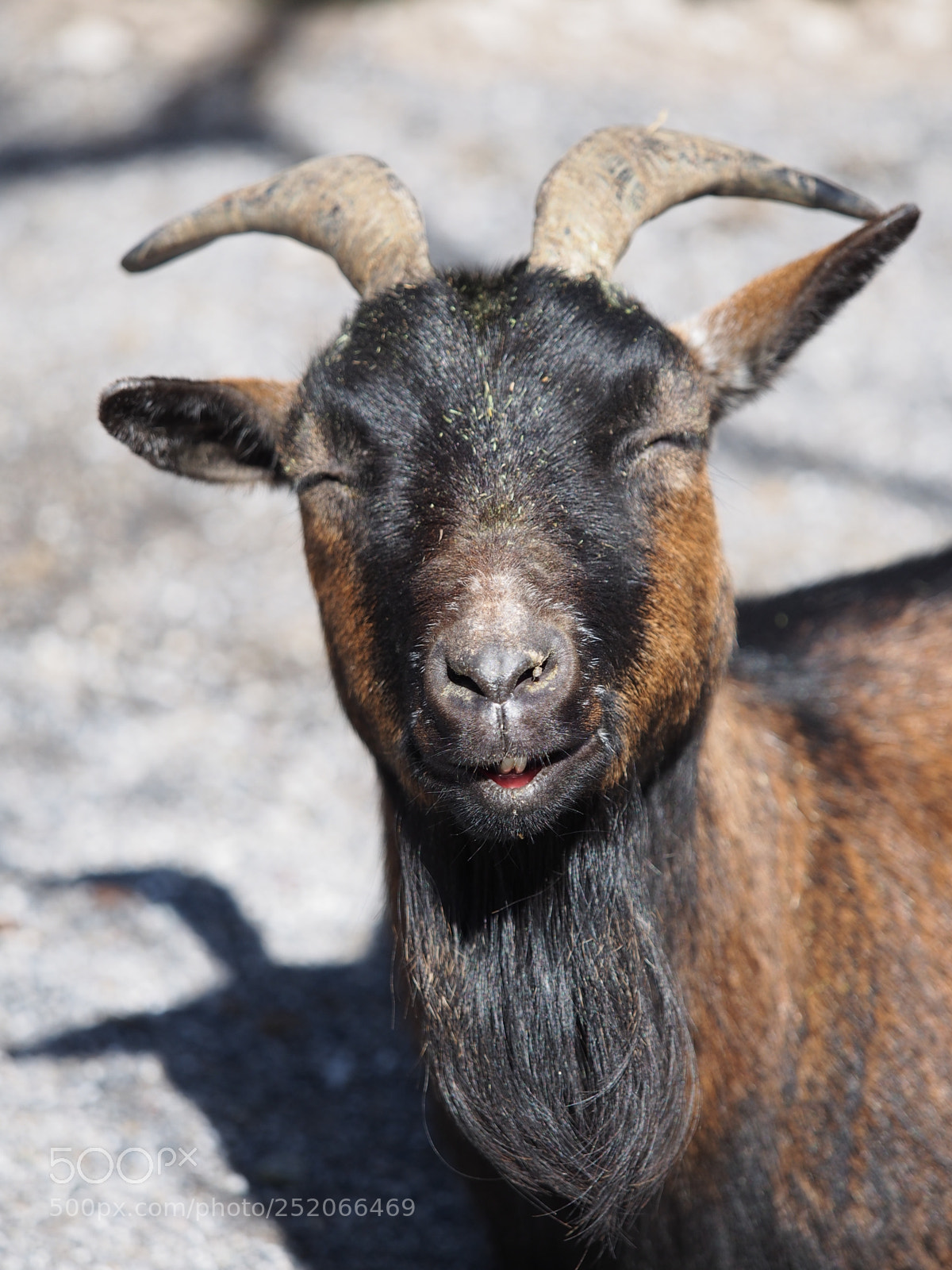 Olympus OM-D E-M5 sample photo. One happy goat photography