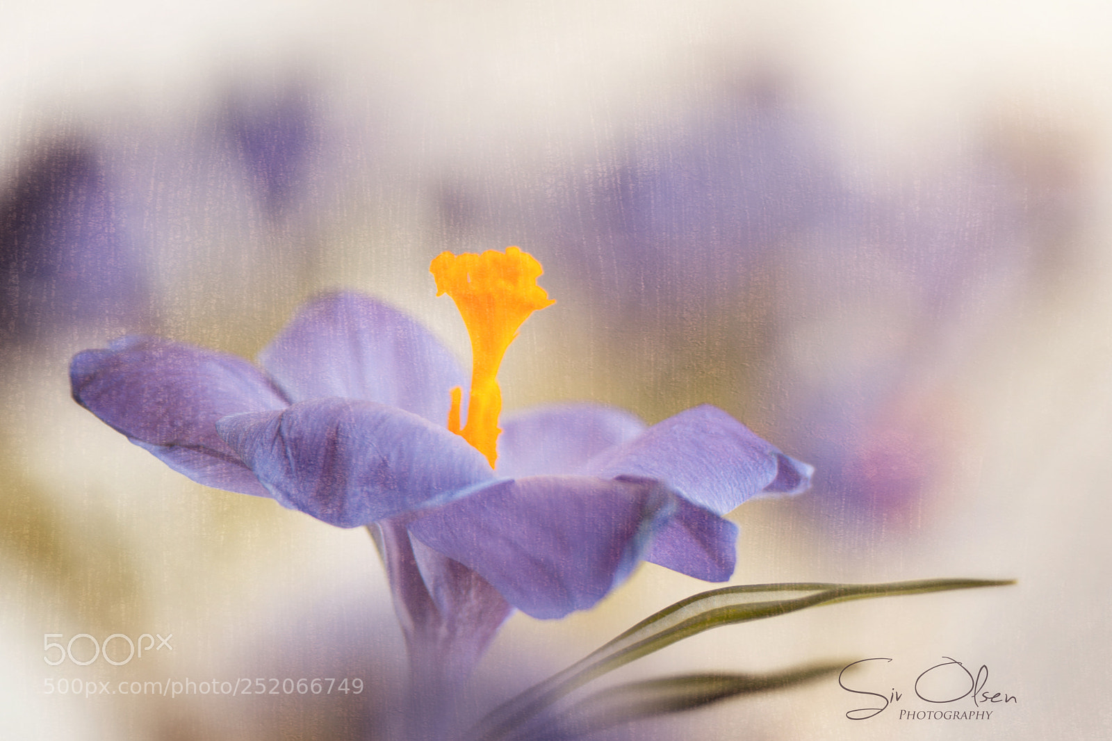 Nikon D7100 sample photo. ~ crocus ~ photography