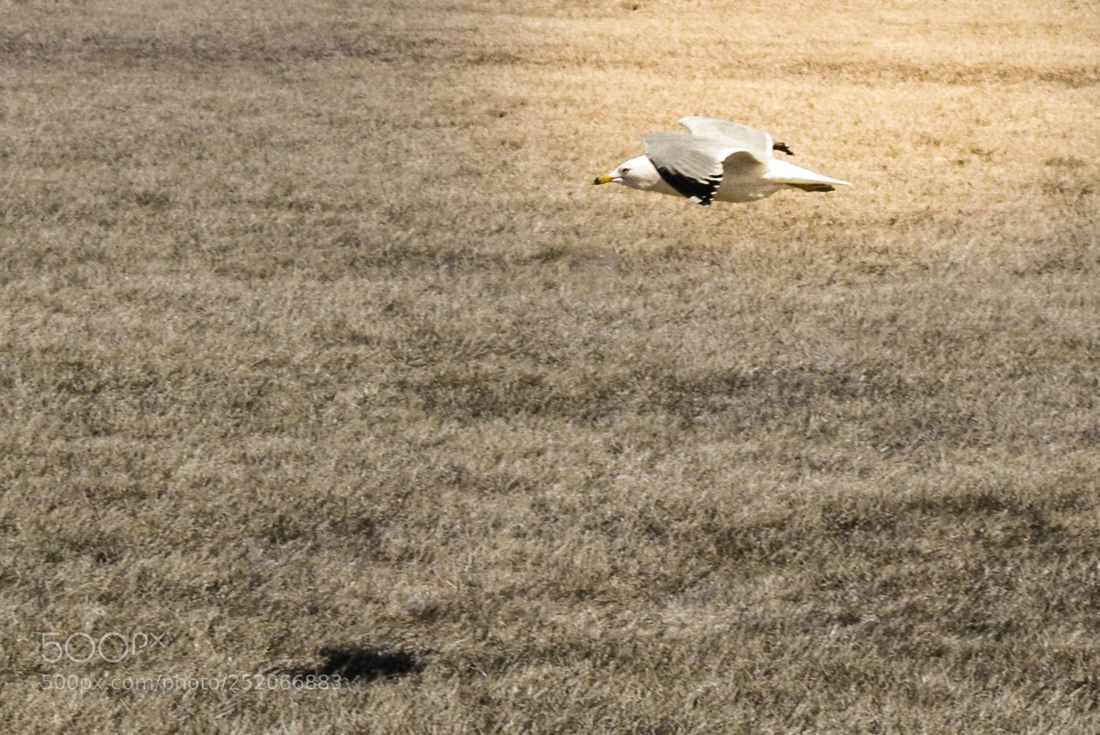 Nikon D3300 sample photo. Motion photography
