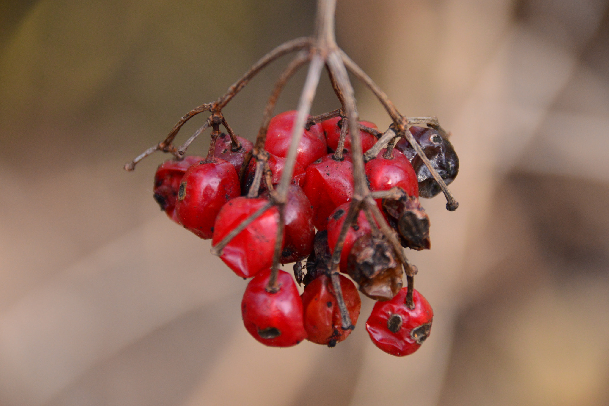 Sigma 18-250mm F3.5-6.3 DC Macro OS HSM sample photo. Rowan tree photography