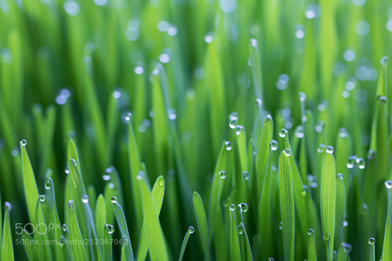 Canon EOS 750D (EOS Rebel T6i / EOS Kiss X8i) sample photo. Dew holders photography