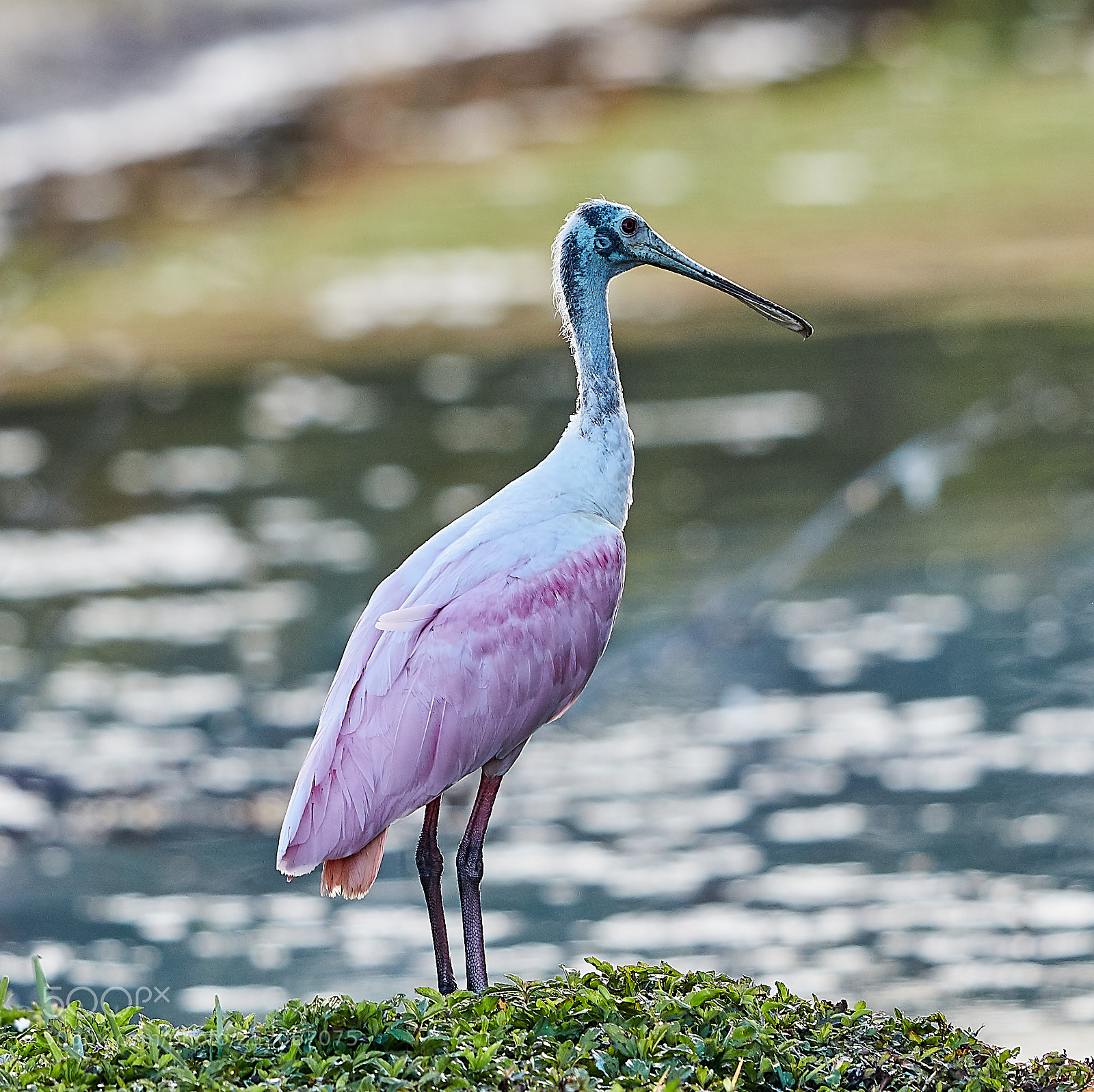 Canon EOS 5DS R sample photo. 04-03-18-0010571.jpg photography