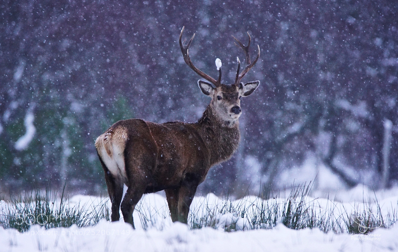 Sony ILCA-77M2 sample photo. Red deer stag photography