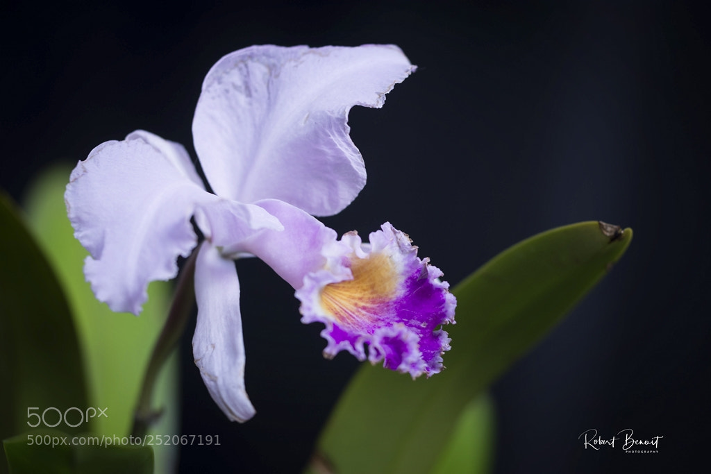 Nikon D7200 sample photo. Orchid photography
