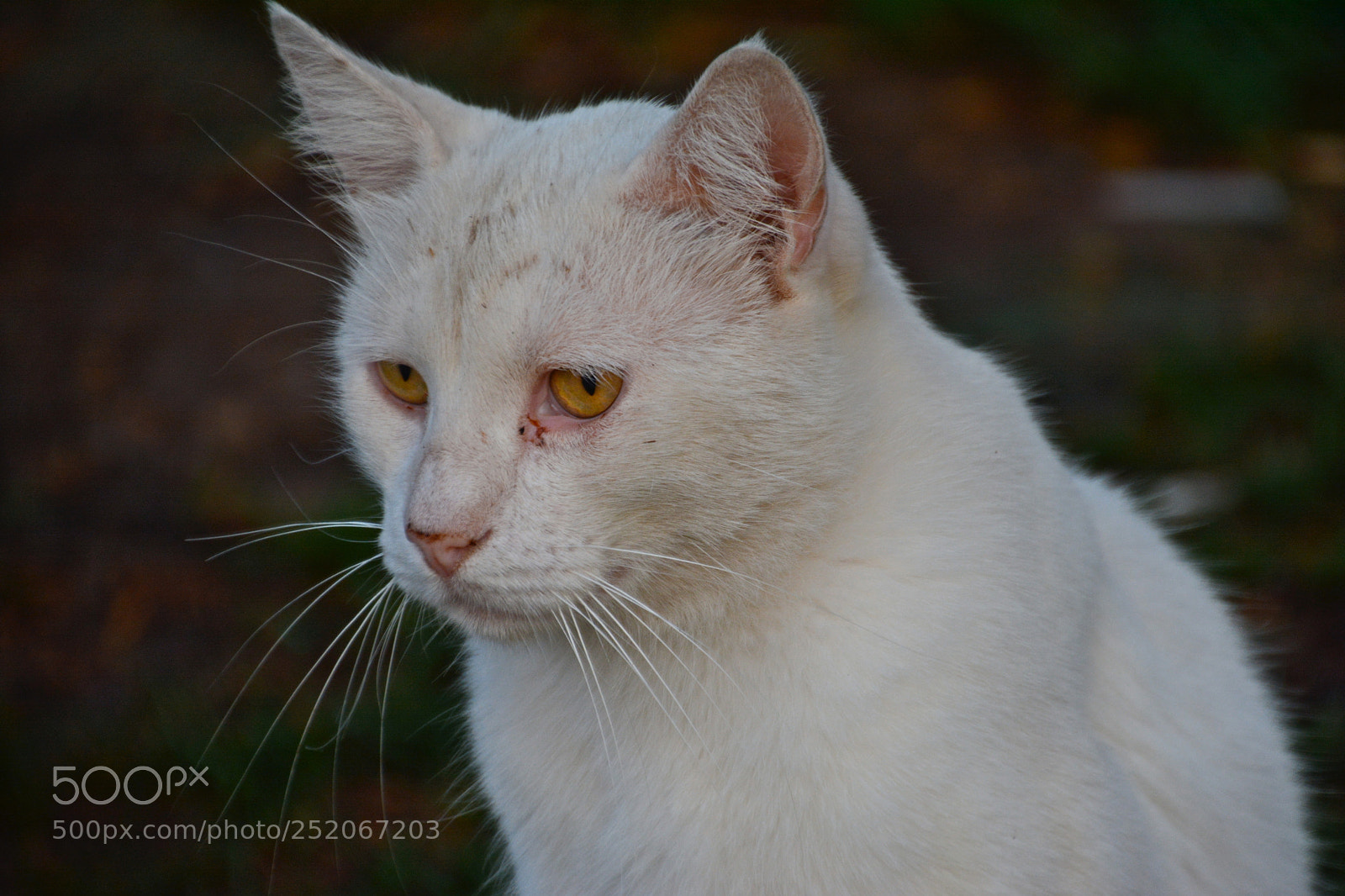 Nikon D7100 sample photo. Sad cat of istanbul photography