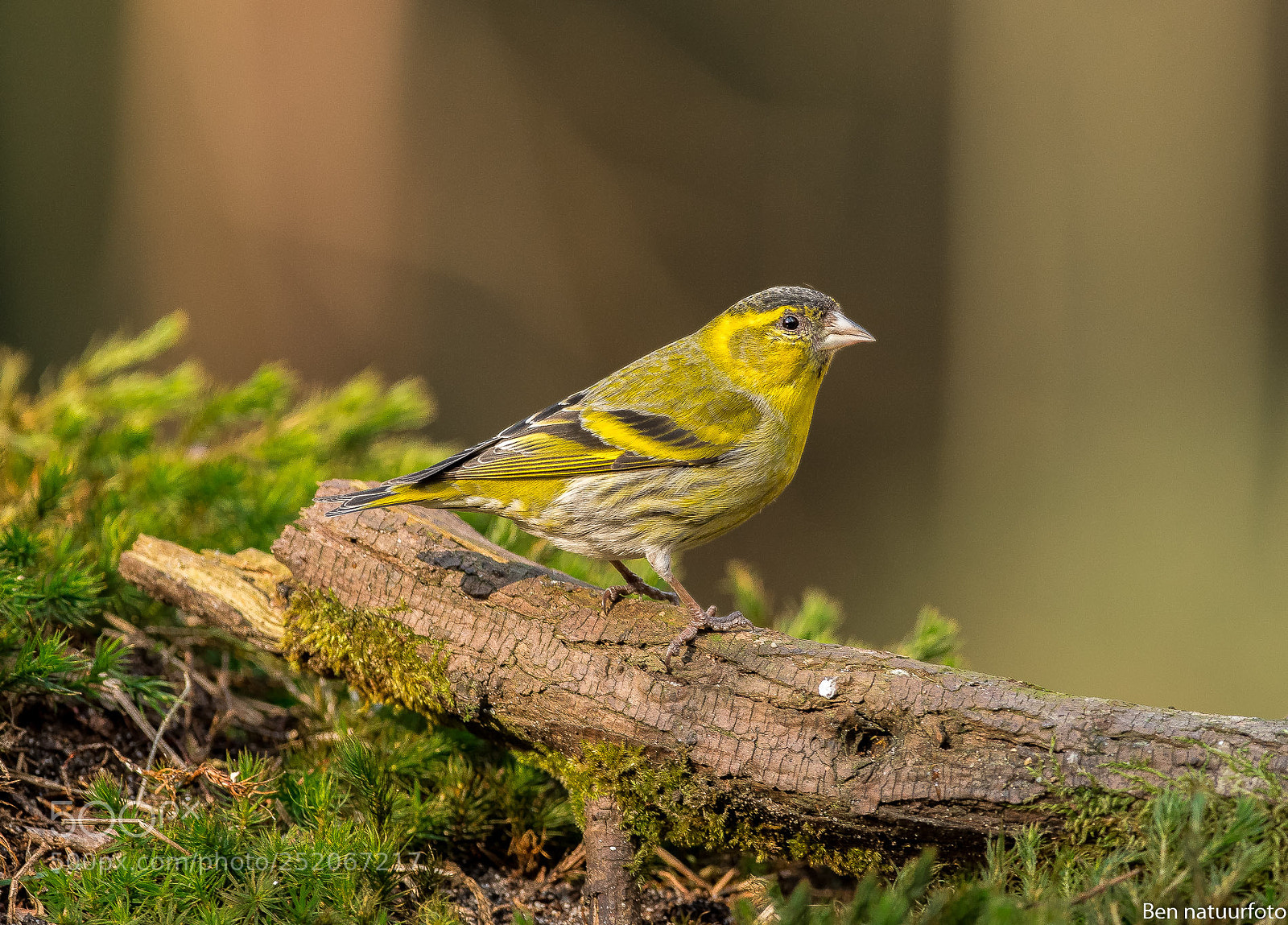 Nikon D500 sample photo. Siskin photography