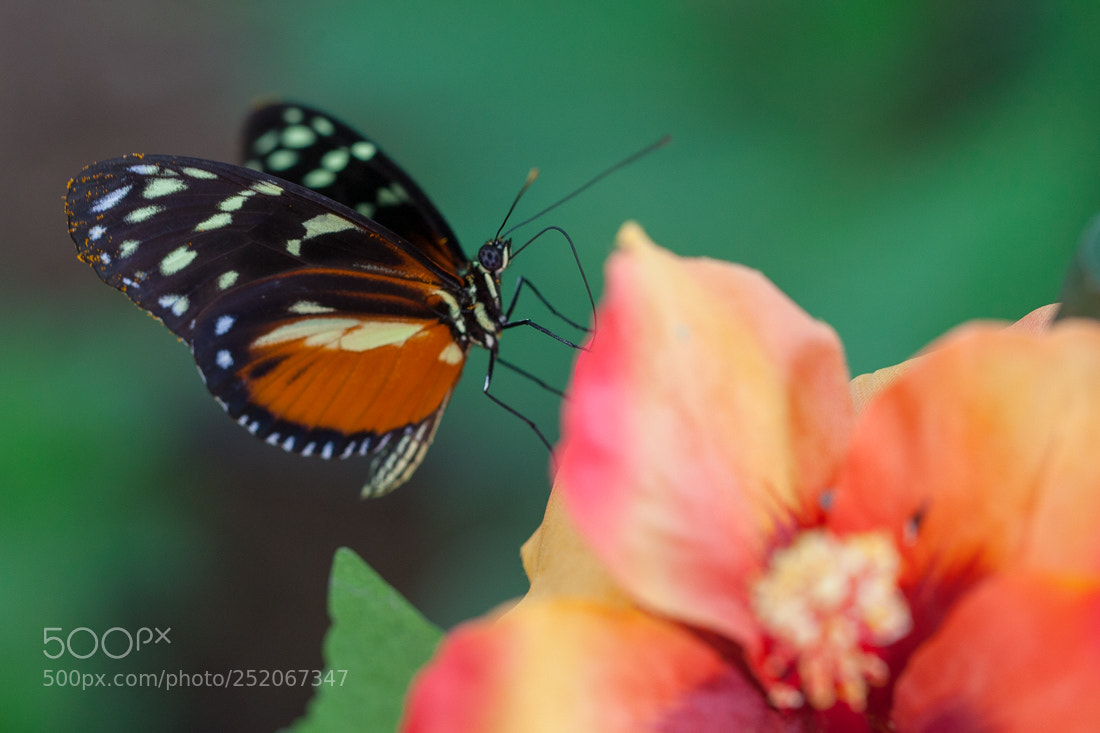 Canon EOS 5D Mark II sample photo. Butterfly heliconius photography