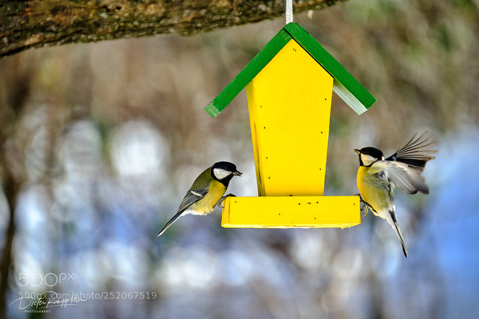 Fujifilm X-T2 sample photo. Heute im garten photography