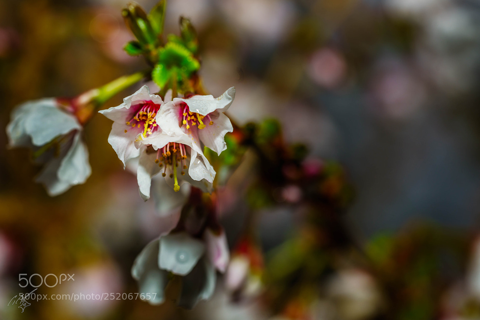 Sony a7R II sample photo. Apple blossom photography