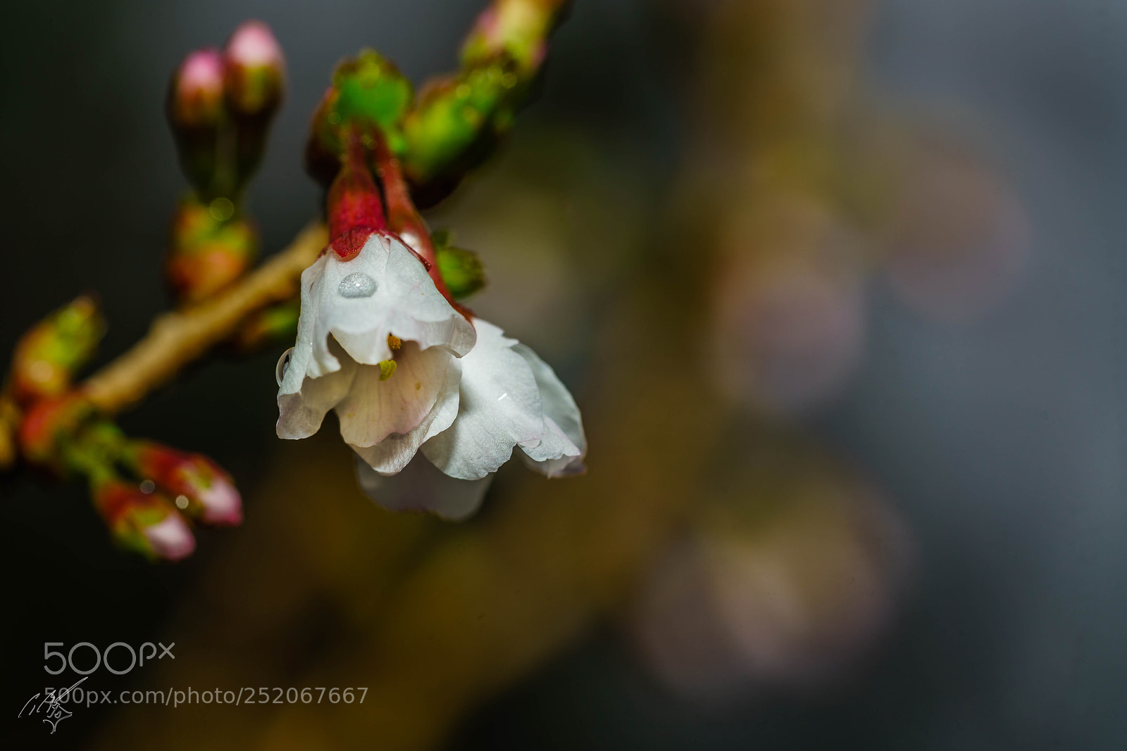 Sony a7R II sample photo. Apple blossom photography