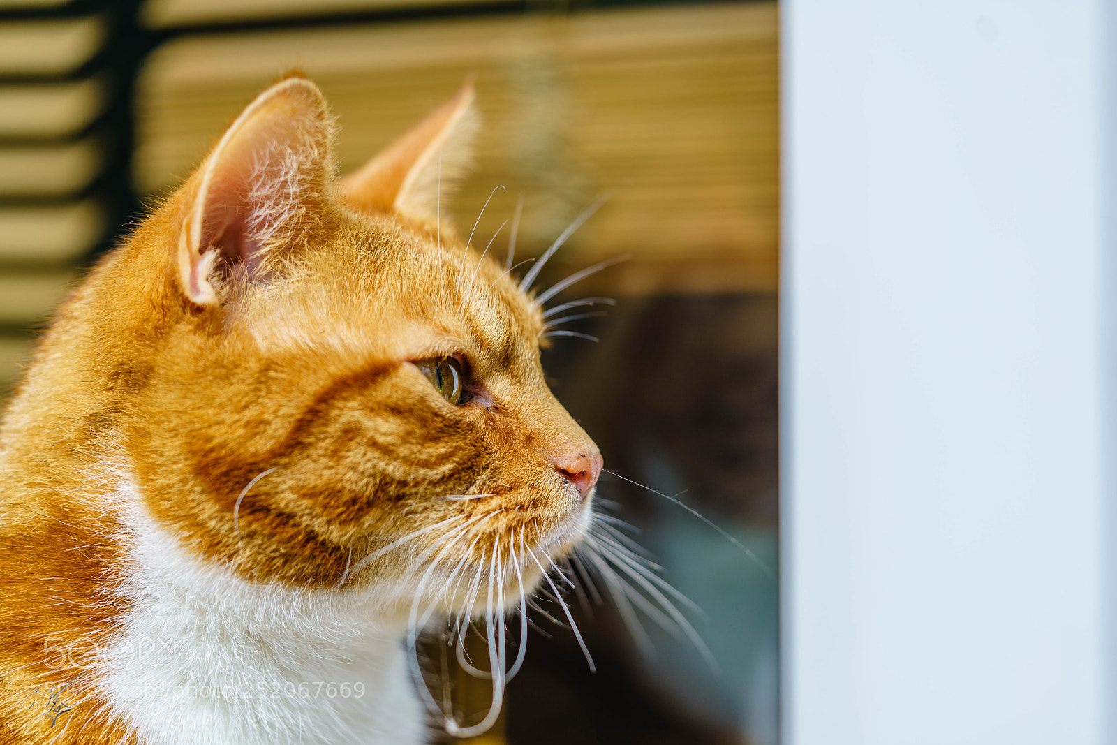 Sony a7R II sample photo. Cronky photography
