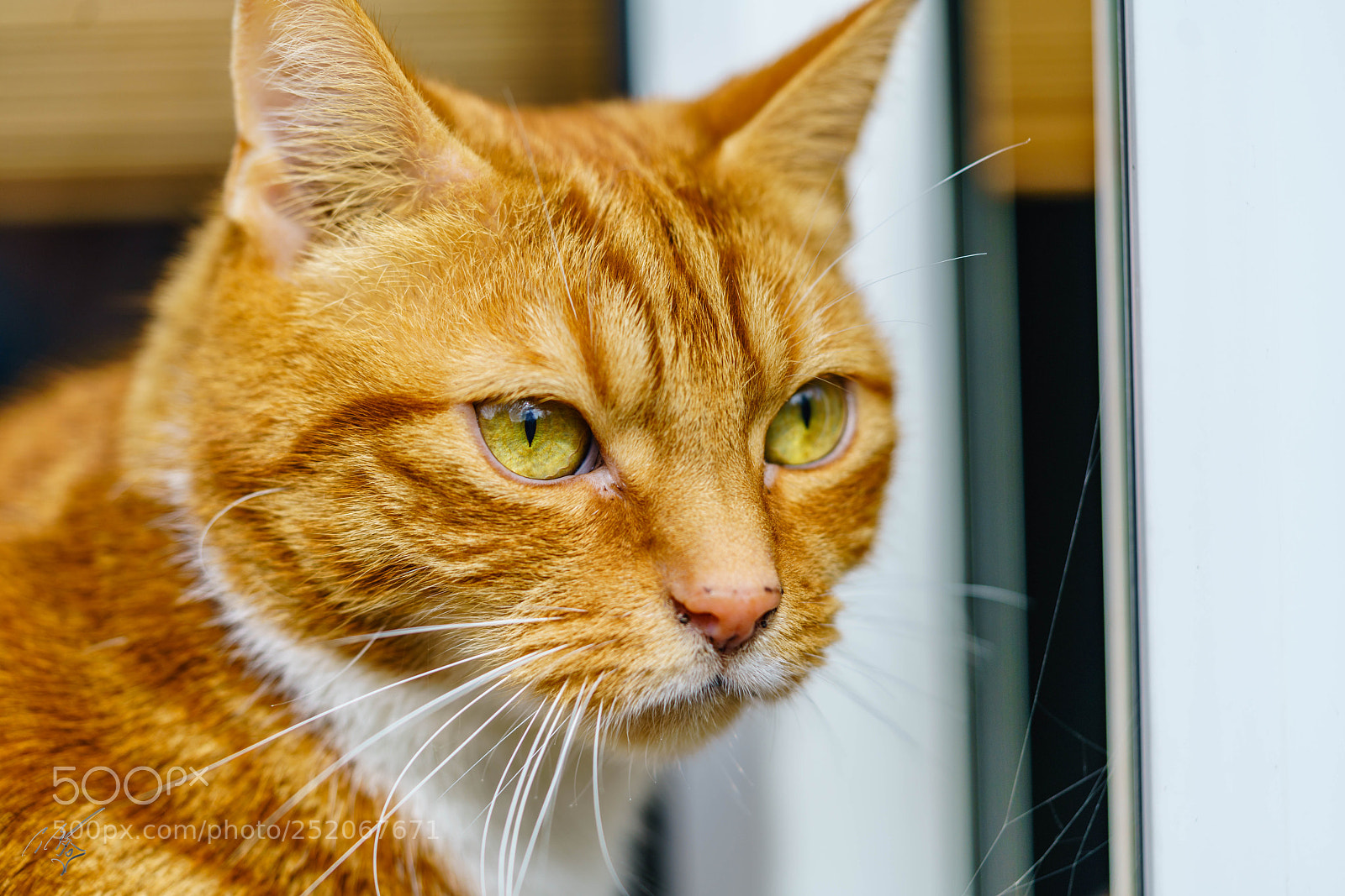 Sony a7R II sample photo. Cronky photography
