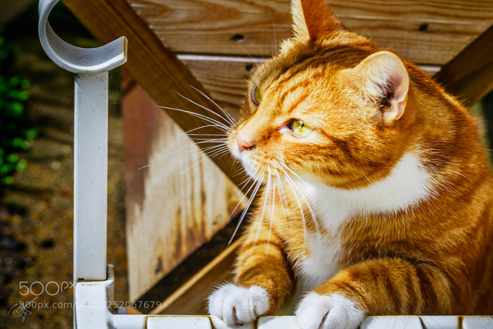 Sony a7R II sample photo. Cronky photography