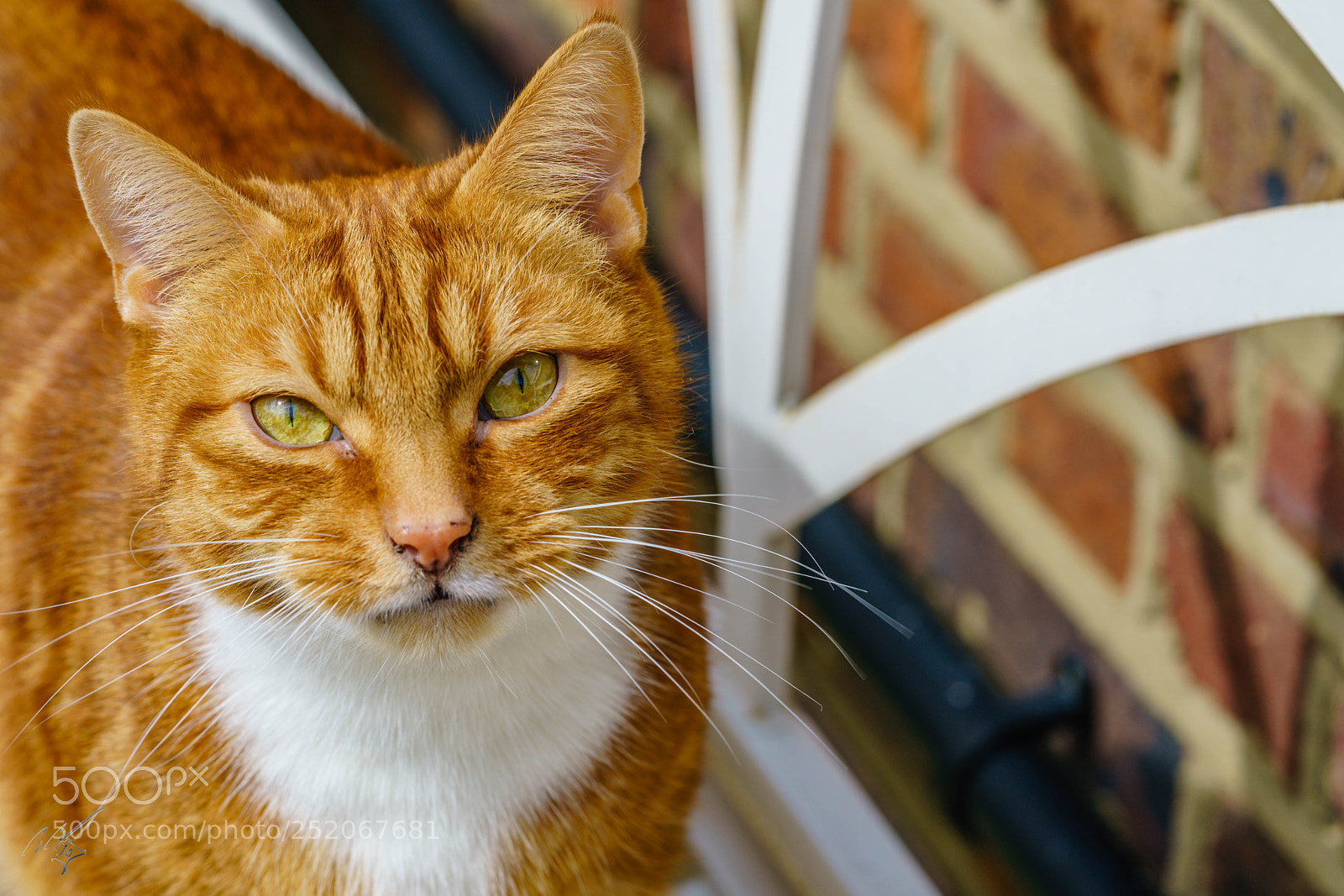 Sony a7R II sample photo. Cronky photography