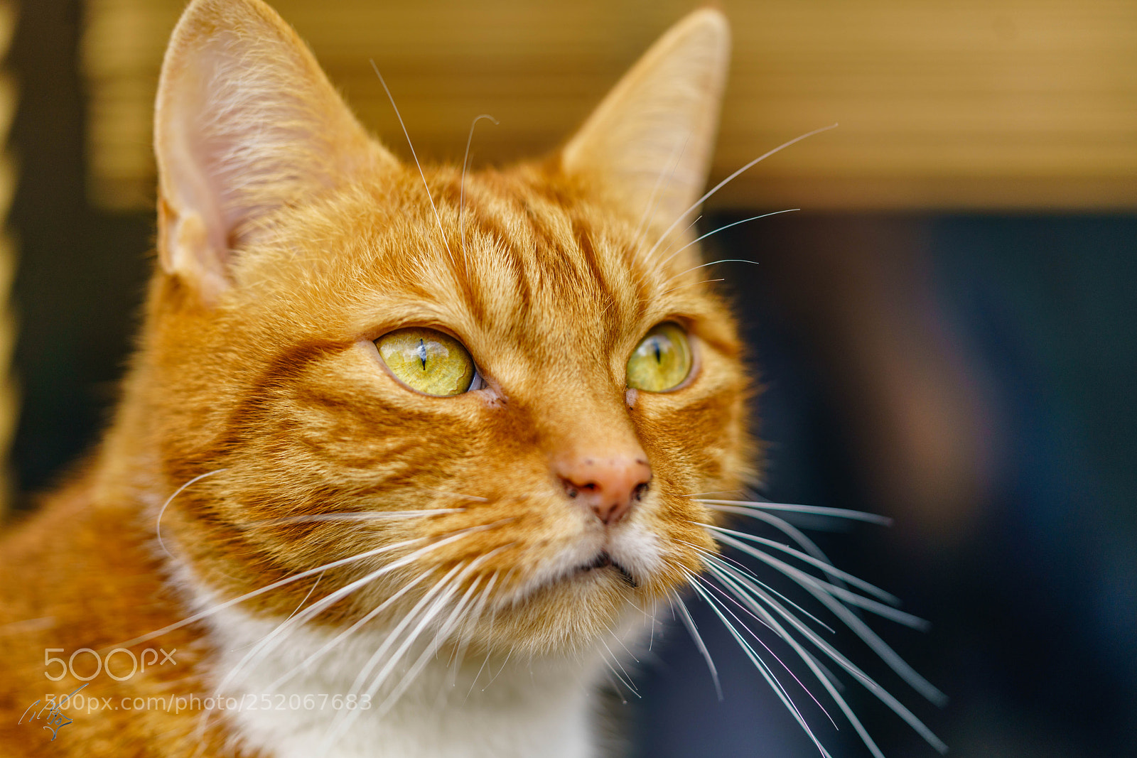 Sony a7R II sample photo. Cronky photography