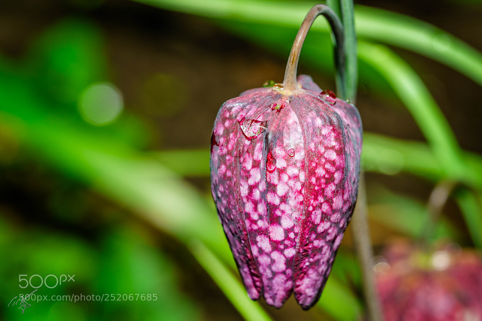 Sony a7R II sample photo. Snake head photography