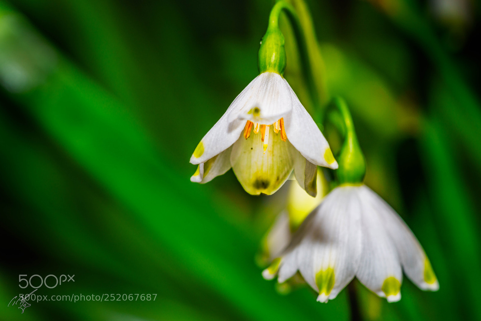 Sony a7R II sample photo. Snow drop photography