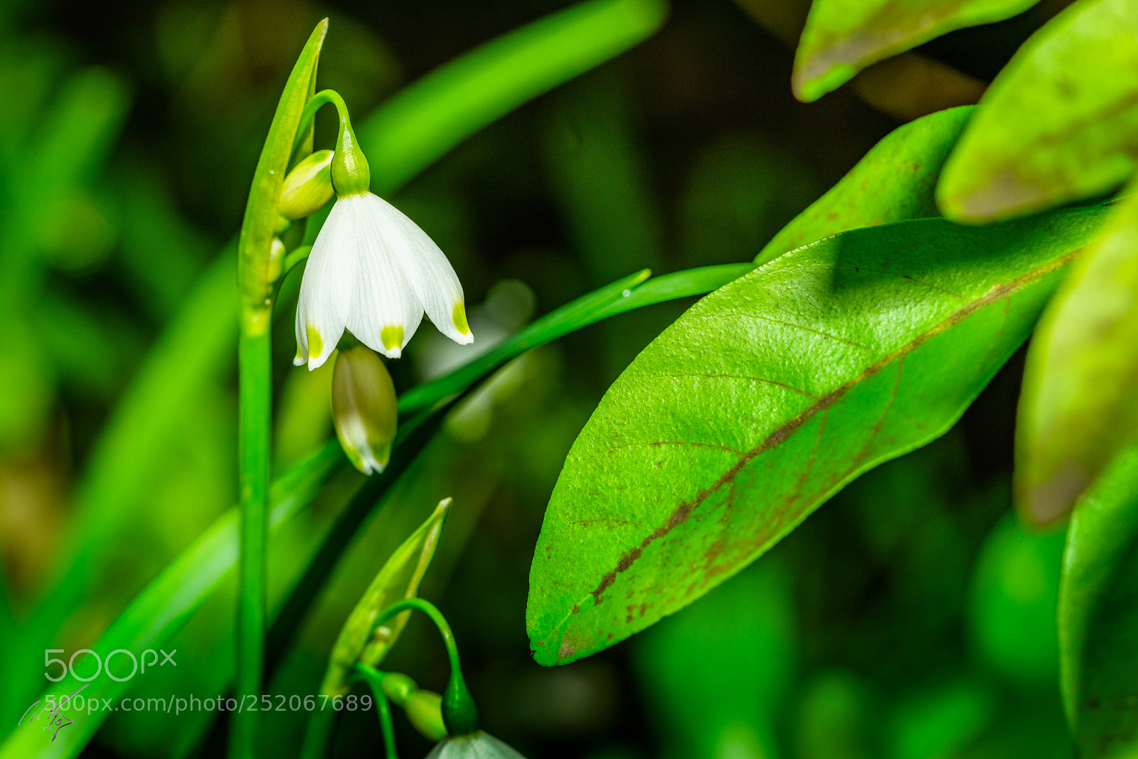 Sony a7R II sample photo. Snow drop photography