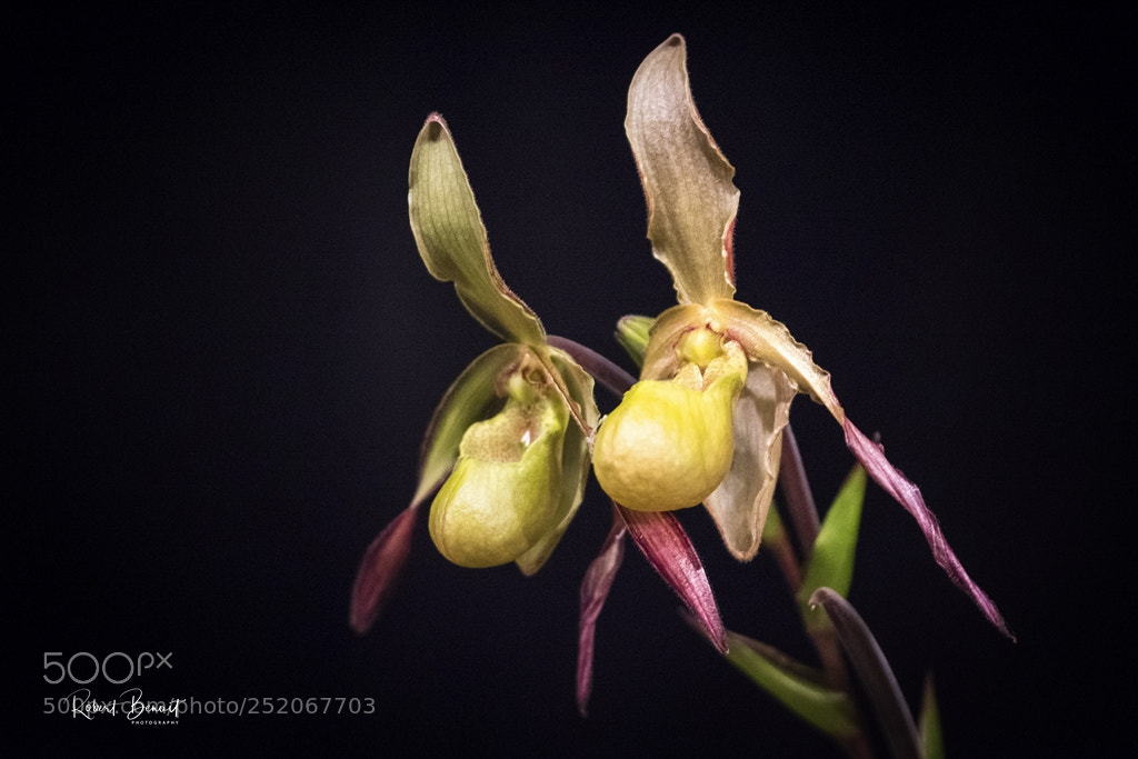 Nikon D7200 sample photo. The orchid twins photography